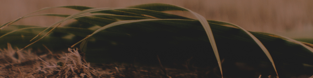 easter moments - palm sunday dark detail